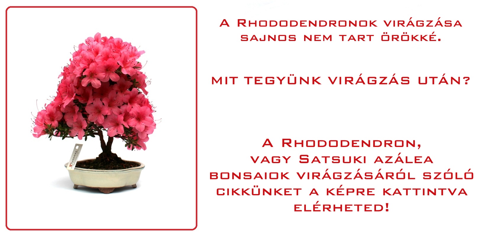 satsuki bonsai azalea rhododendron bonsaj vasarlas rensdeles es ordering marczika studio erdrol hungary
